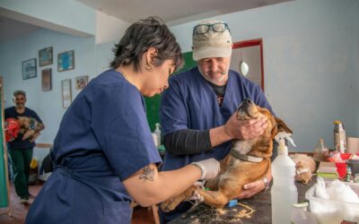 Best Rated Veterinary Clinics in Donegal